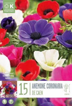 Anemone Coronaria De Caen