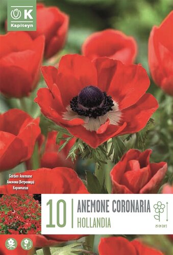 Anemone Coronaria Hollandia