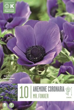 Anemone Coronaria Mr. Fokker