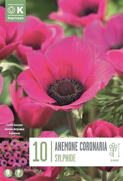 Anemone Coronaria Sylphide