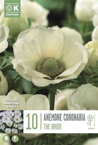 Anemone Coronaria The Bride