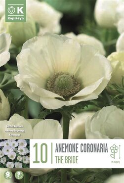Anemone Coronaria The Bride