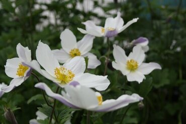 Anemone Dainty Swan 2 Litre