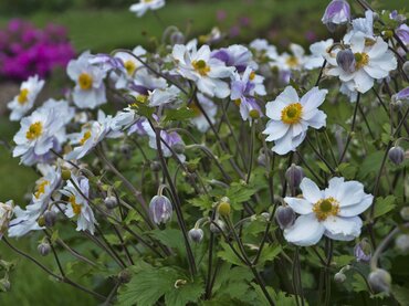 Anemone Dancing Swan 3 Litre