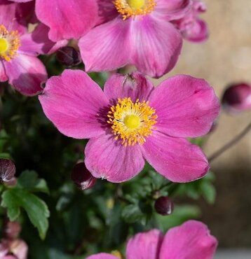 Anemone Emmy Deep Rose 3 Litre