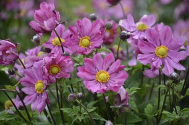 Anemone Fantasy Aurora 3 Litre