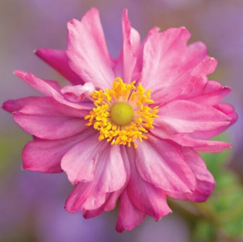 Anemone Fantasy Belle 3 Litre