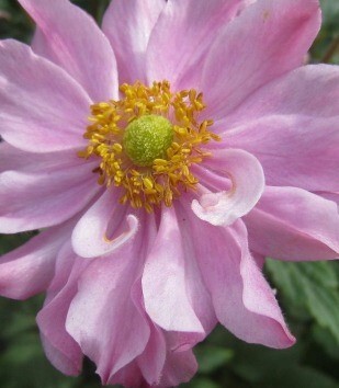 Anemone Fantasy Pocahontas 3 Litre