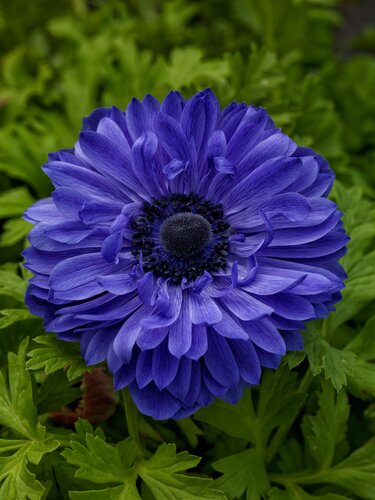 Anemone Harmony Double Blue 2 Litre
