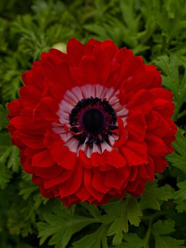 Anemone Harmony Double Scarlet 2 Litre