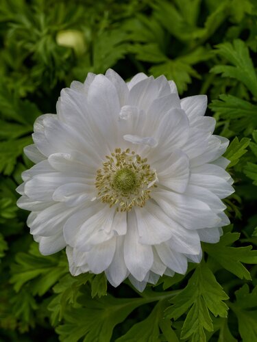 Anemone Harmony Double White 2 Litre