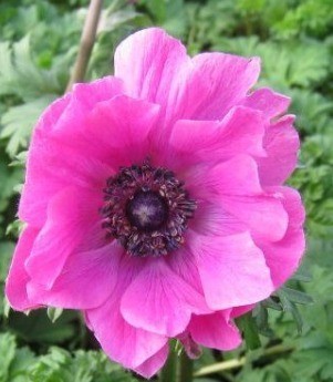 Anemone Harmony Orchid 2 Litre