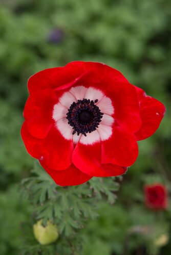 Anemone Harmony Scarlet 2 Litre