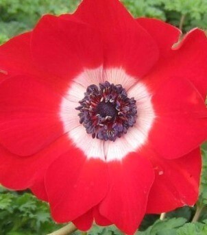 Anemone Harmony Scarlet 2 Litre