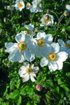 Anemone Honorine Jobert 3 Litre