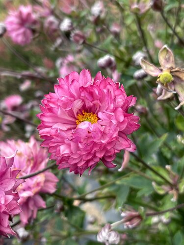 Anemone Puff Pink 3 Litre