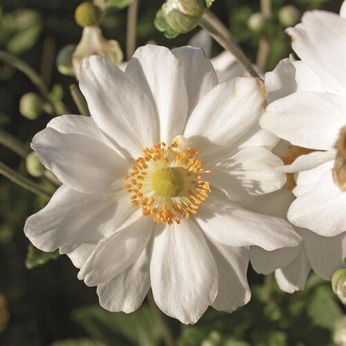 Anemone Snow Angel 2 Litre