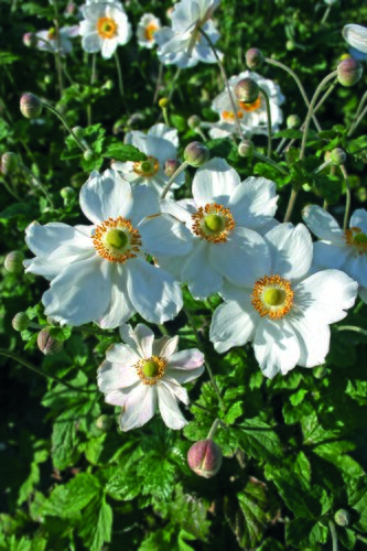 Anemone X Hybrida Honorine Jobert 9cm