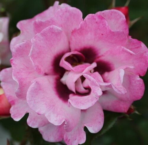 Angel Eyes Bush Rose 3 Litre