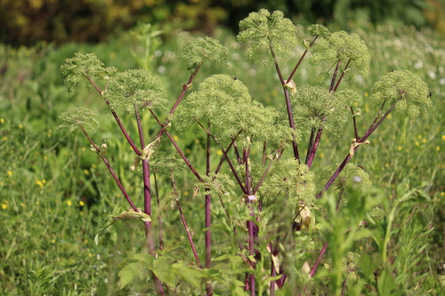 Angelica archangelica 3 Litre