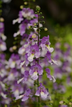 Angelonia Adessa Blue Bicolour 1 Litre