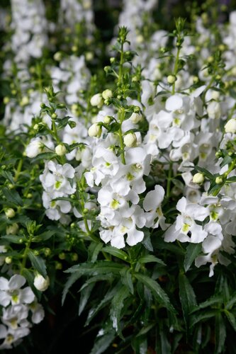 Angelonia Adessa White 1 Litre - image 1