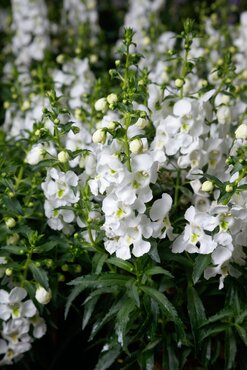 Angelonia Adessa White 1 Litre - image 1