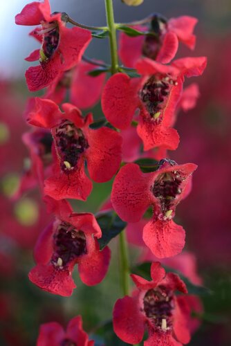 Angelonia Archangel Cherry Red 1 Litre