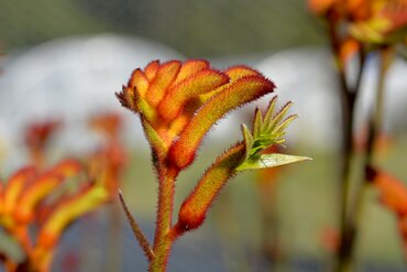 Anigozanthos Orange 12cm