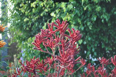 Anigozanthos Red 12cm