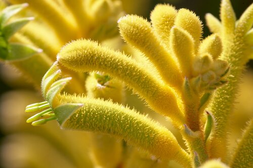 Anigozanthos Yellow 12cm