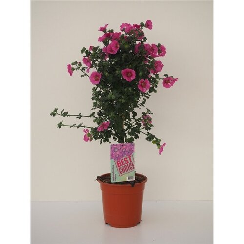 Anisodonta Elegant Princess Standard 19cm