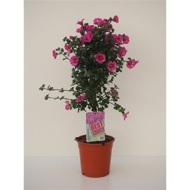 Anisodonta Elegant Princess Standard 19cm