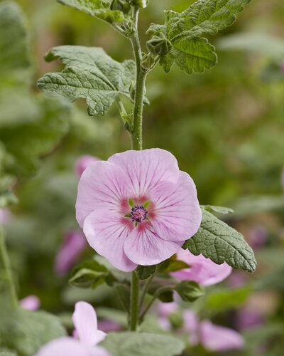 Anisodontea Carnival Lights Cotton Candy 3 Litre