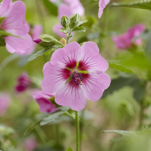 Anisodontea Carnival Lights Gala 3 Litre