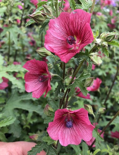 Anisodontea Carnival Lights Parade 3 Litre
