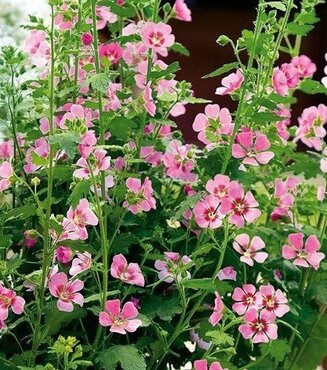 Anisodontea Lady In Pink 2 Litre - image 2
