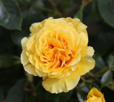 Anniversary Wishes Bush Rose 3 Litre