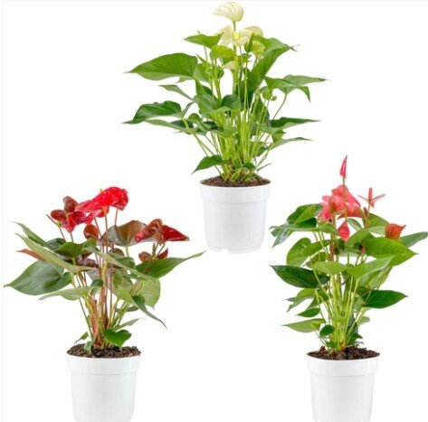 Anthurium Mix 17cm
