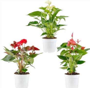 Anthurium Mix 17cm