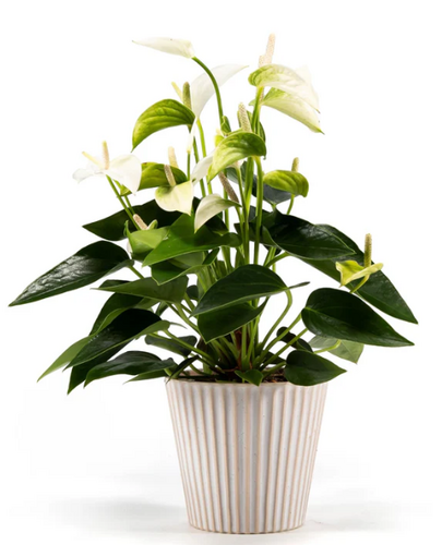 Anthurium Mix in Hampshire Ceramic 12cm - image 1