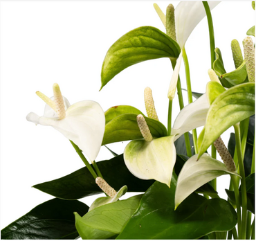 Anthurium Mix in Hampshire Ceramic 12cm - image 2