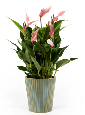 Anthurium 'Zizou' & Lilli' in Hampshire Ceramic 9cm