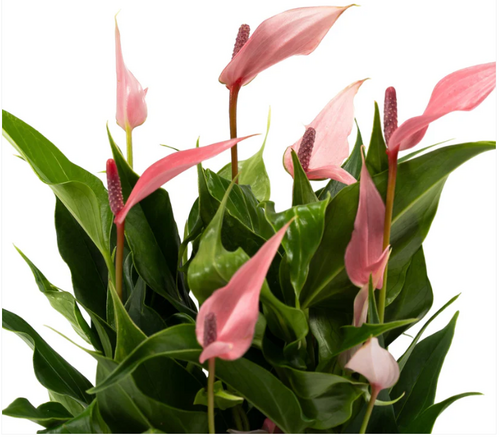 Anthurium 'Zizou' & Lilli' in Hampshire Ceramic 9cm - image 2