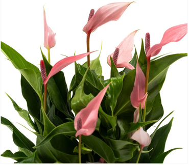 Anthurium 'Zizou' & Lilli' in Hampshire Ceramic 9cm - image 2