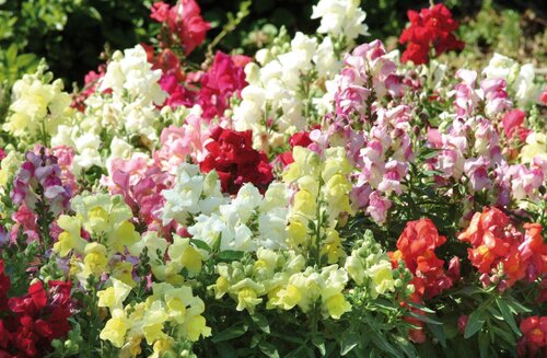 Antirrhinum Appeal Mixed 20 Plug Pack