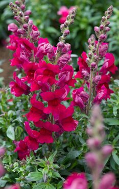 Antirrhinum Magenta 6 Pack