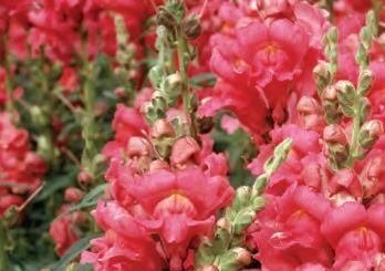 Antirrhinum (Snap Dragon) Rose 1 Litre