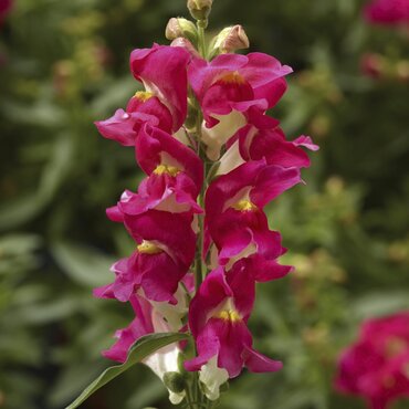 Antirrhinum Rose Bicolour 6 Pack