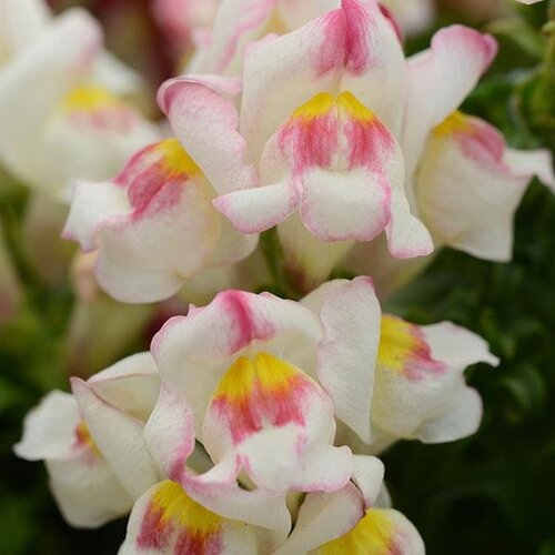 Antirrhinum (Snap Dragon) Double Appleblossom 1 Litre